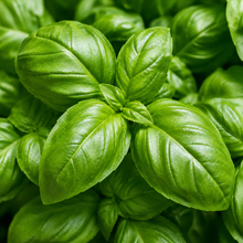 Basil
