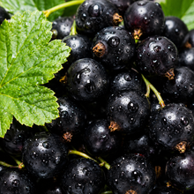 Blackcurrant