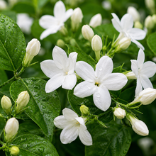 Jasmine
