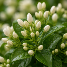 Jasmine Bud