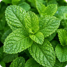 Mint
