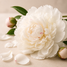White Peony