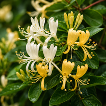 Honeysuckle