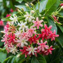 Rangoon Creeper