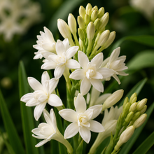 Tuberose